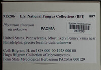Physarum cinereum image